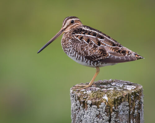 Perham Stream Birding Trail | High Peaks Alliance