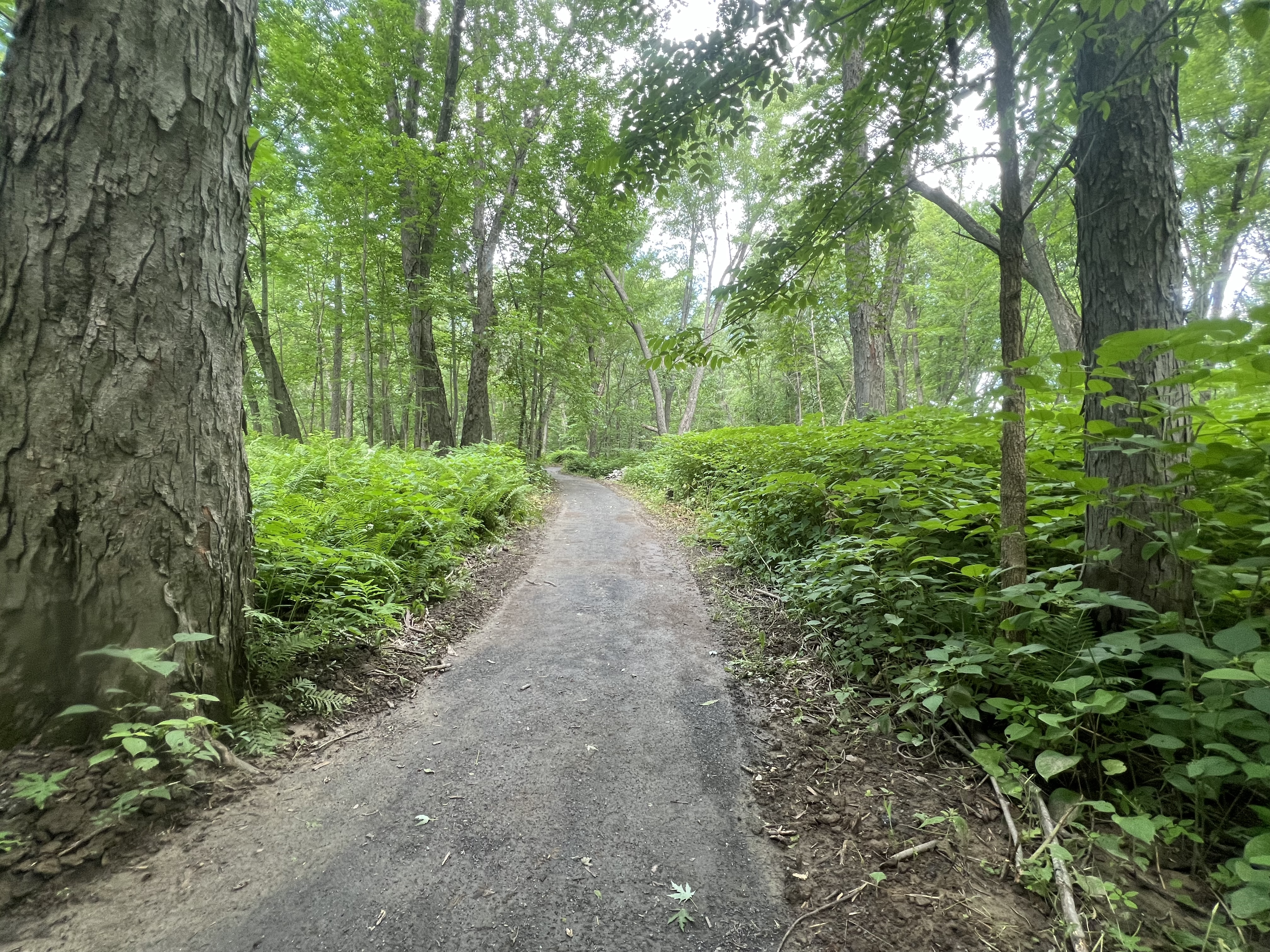 Prescott Field Trail System | Prescott Field Trail System | High Peaks Alliance