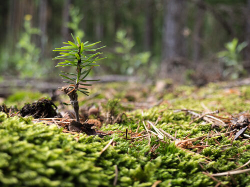 On the <strong>Horizon</strong> | Join Us in Shaping the Future of Maine’s High Peaks | High Peaks Alliance