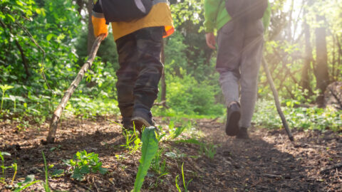 Two children hiking with backpacks and canes walk along forest path on sunny spring day. View from rear to feet and boots of backpackers. Exploration route through wild woods. Family adventure, trail