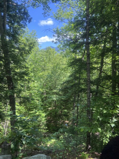 Reflections in the Forest | Voices of the High Peaks: Cathy Haines | High Peaks Alliance