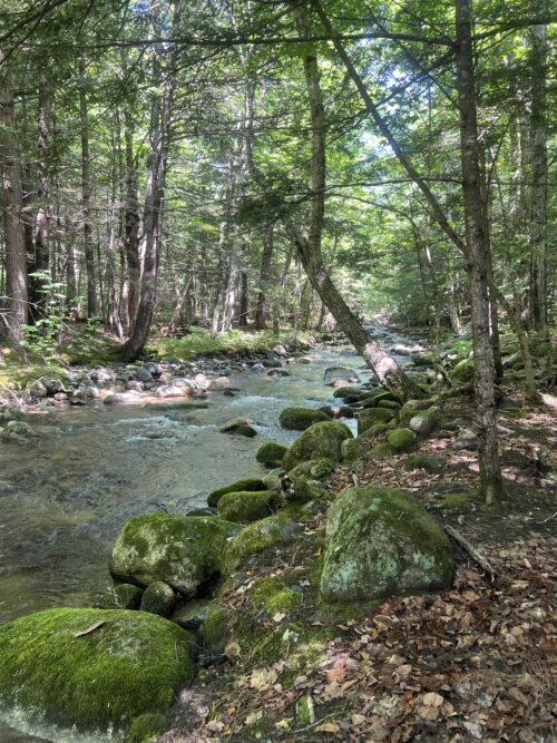 Passing the Land to Future Generations | Voices of the High Peaks: Cathy Haines | High Peaks Alliance