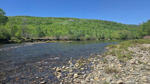 Take Action | Walrath Woods | High Peaks Alliance