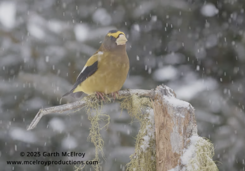 Wildlife Watch with Carson | High Peaks Alliance