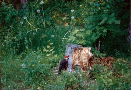 Just Woodpeckers | Voices of the High Peaks: Kay Gibson | High Peaks Alliance