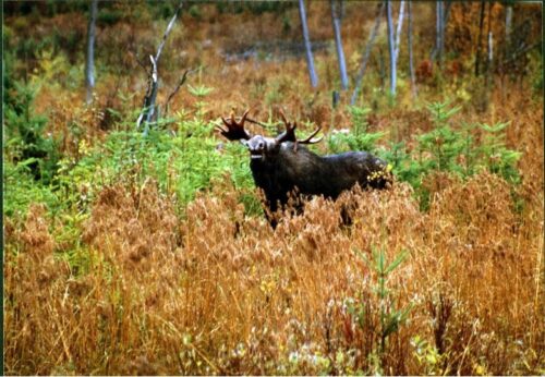 Where the Heart Is | Voices of the High Peaks: Kay Gibson | High Peaks Alliance