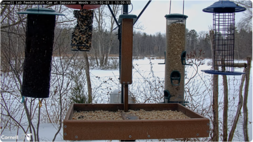 Wildlife Watch with Carson | High Peaks Alliance