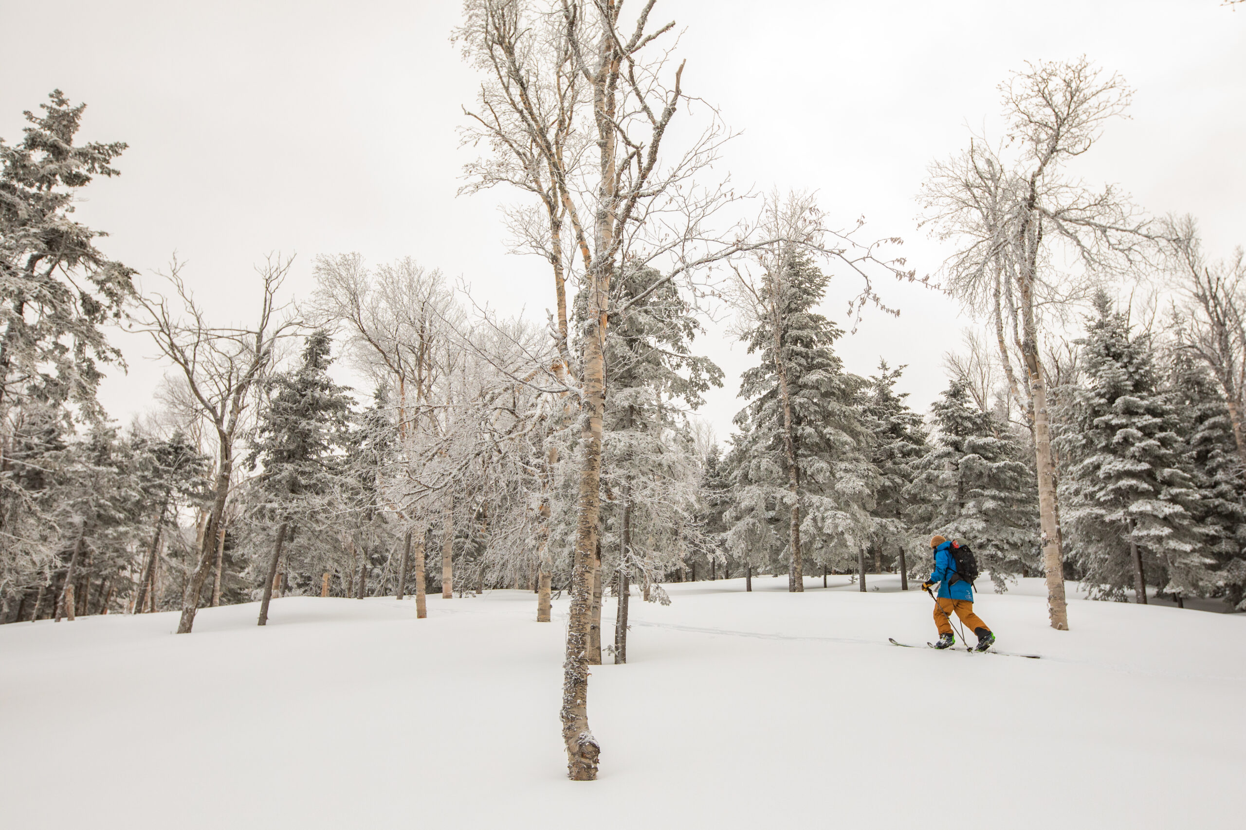 Bald Mountain Glades | Bald Mountain Glades | High Peaks Alliance