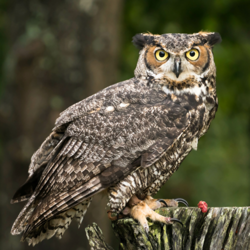 Wildlife Watch | Wildlife Watch with Carson | High Peaks Alliance