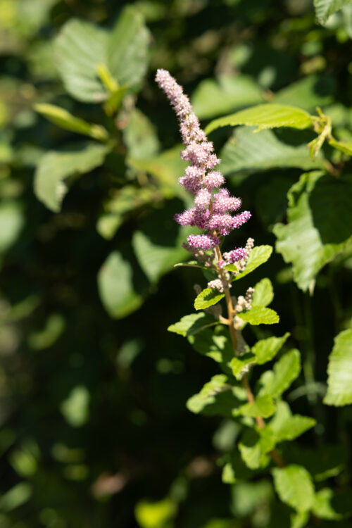For the People, For Millennia | Unexpected Solace at Shiloh Pond | High Peaks Alliance