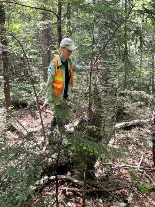 2026 Tree and Bird Walk Schedule | Announcing Regional Tree ID & Bird Ecology Series | High Peaks Alliance