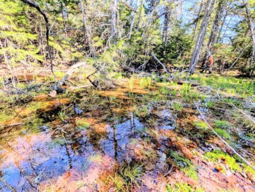 Small Pools, Big Discovery | High Peaks Naturalist Series Documents Significant Vernal Pool | High Peaks Alliance