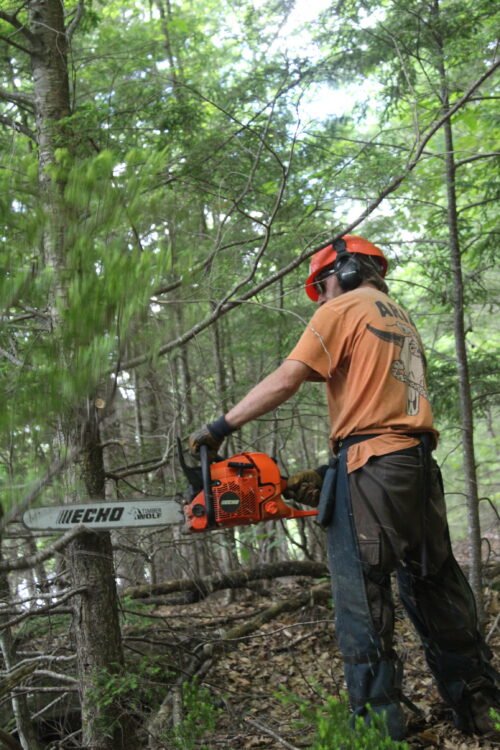 Bald Mountain’s Next Run | Help Build the High Peaks’ First Public Ski Glades | High Peaks Alliance