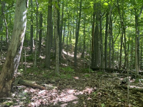 Sherry Walrath Memorial Trail Coming Soon | High Peaks Alliance Conserves Walrath Woods, Advances Next Phase | High Peaks Alliance