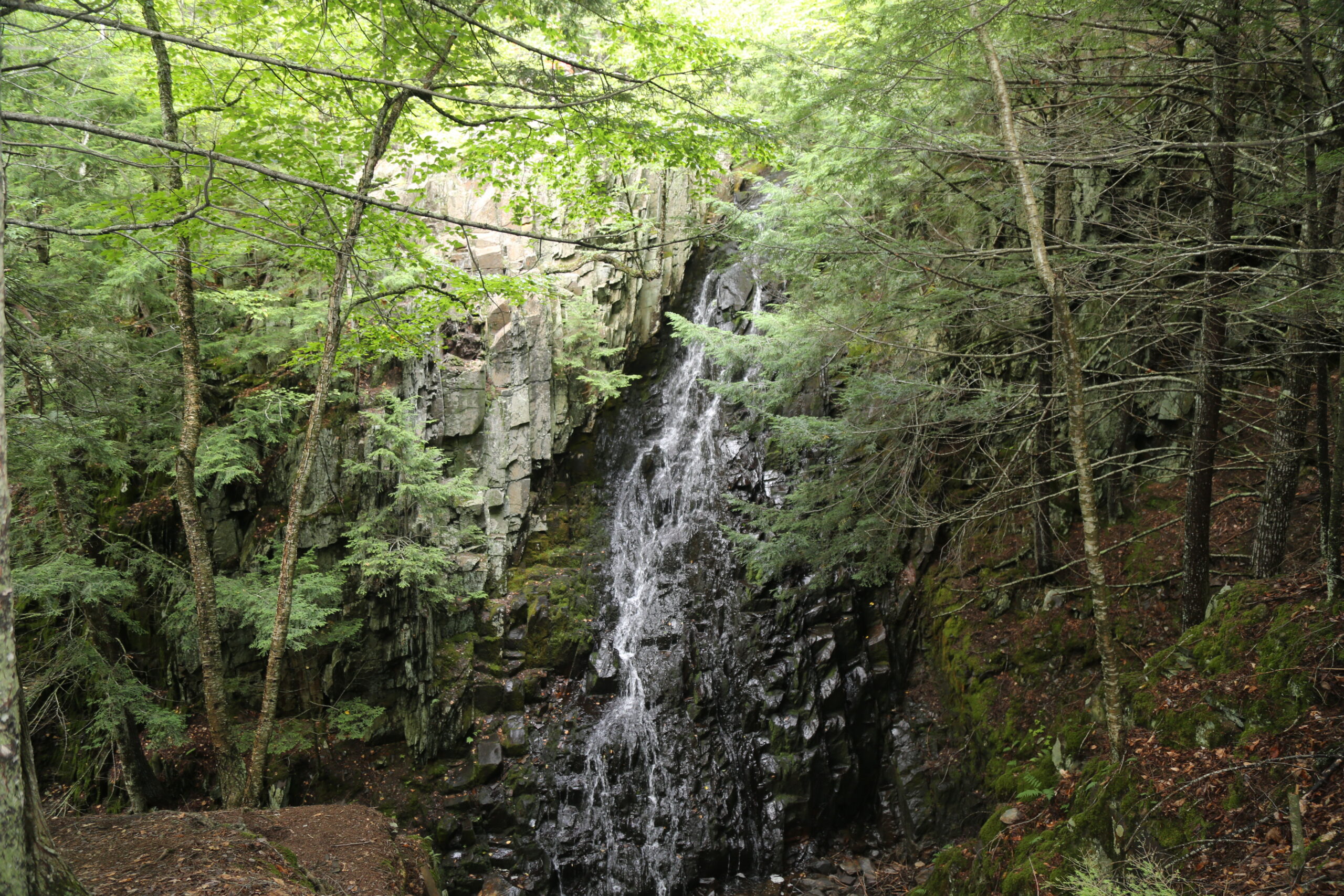 Download the Kinney Family Forest Brochure | Kinney Family Forest Brochure | High Peaks Alliance
