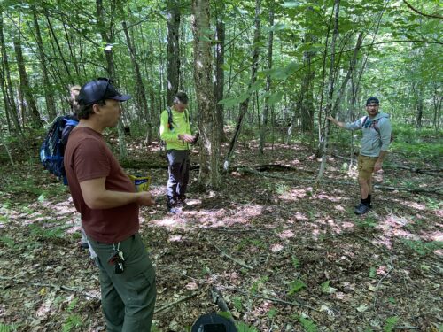 Glades Taking Shape | Bald Mountain Glade Update | High Peaks Alliance
