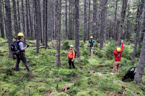 Just Add Snow | Oquossoc Glade Is Ready for Snow | High Peaks Alliance