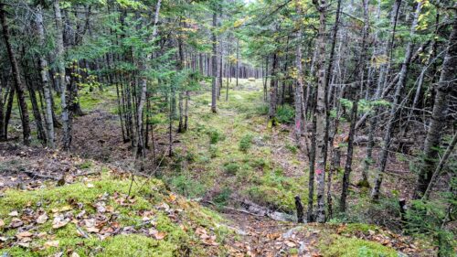 A Community Effort | Oquossoc Glade Is Ready for Snow | High Peaks Alliance