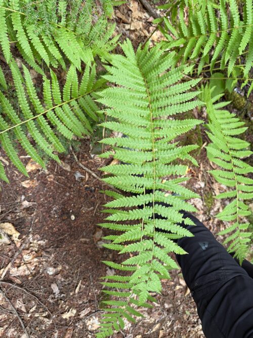 A Fern by Any Other Name is Still as Green | High Peaks Naturalist Series: Ferns | High Peaks Alliance