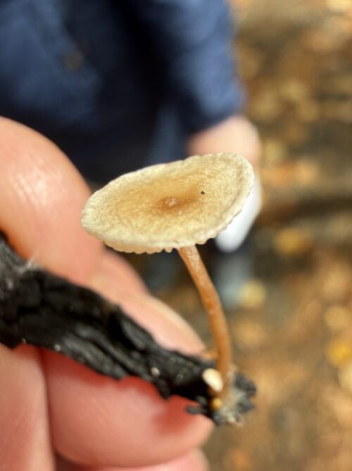 Exploring the World of Fungi | High Peaks Naturalist Series: Fungi | High Peaks Alliance