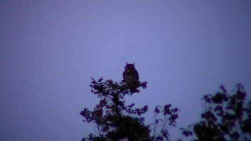  | Wildlife Watch with Carson | High Peaks Alliance